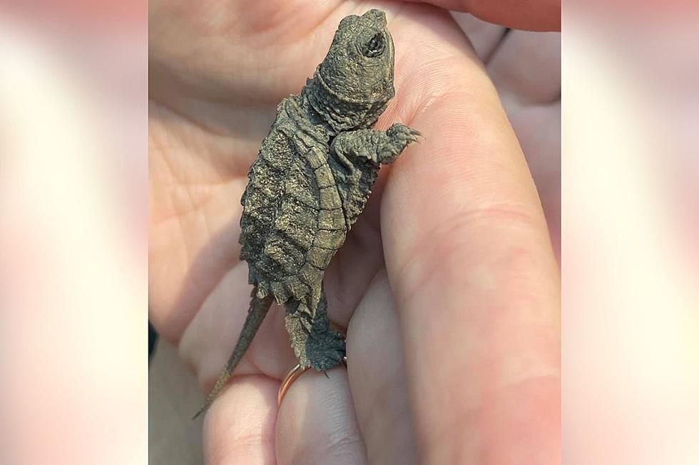 Two Tiny Snapping Turtles Were Recently Rescued in Fort Collins