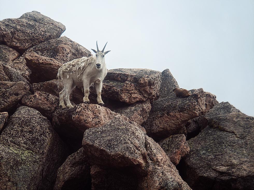Researchers Monitoring Human-Wildlife Interactions at Mount Evans