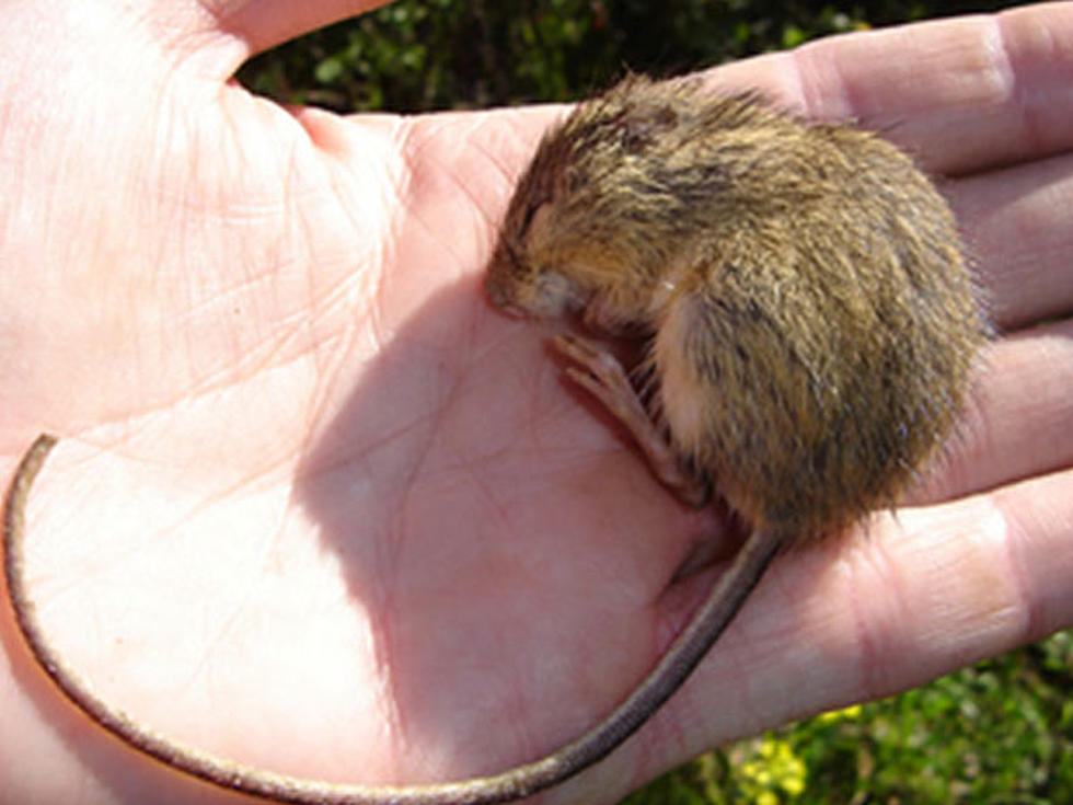 Team from CSU Works to Recover Endangered Mouse Species in Colorado