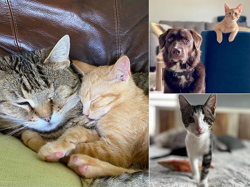 Animal Friends Alliance Receives Massive Grant for Shelter Procedures
