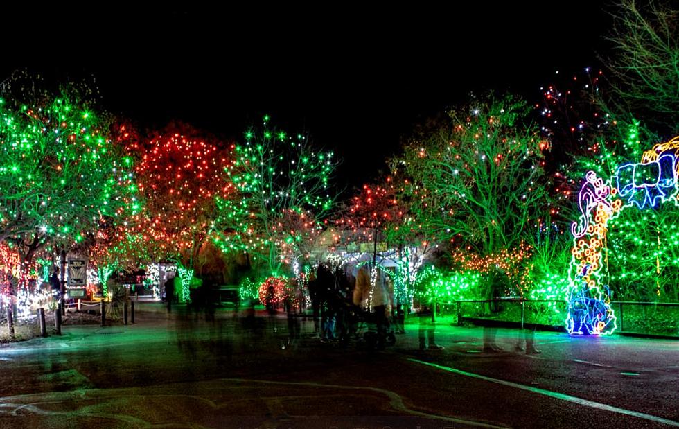 Colorado Christmas: Experience the Magic of the Denver Zoo&#8217;s Holiday Celebration