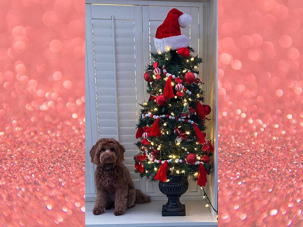 Congratulations to Our Winner of &#8216;My Dog Jingle Bell Rox&#8217;!