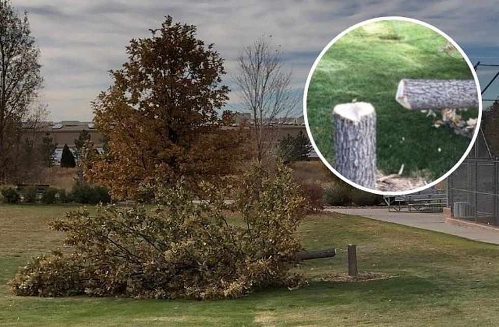 Someone Just Destroyed a Tree in Broomfield Because of a TikTok Trend