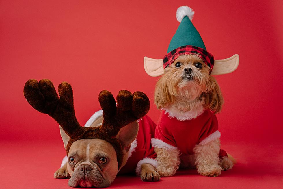 VOTE: Which Dog ‘Jingle Bell Rox’ the Most?