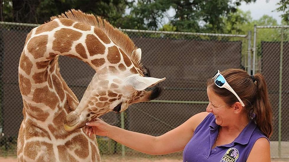 You Have 7 Chances to Go to the Denver Zoo for Free This Year