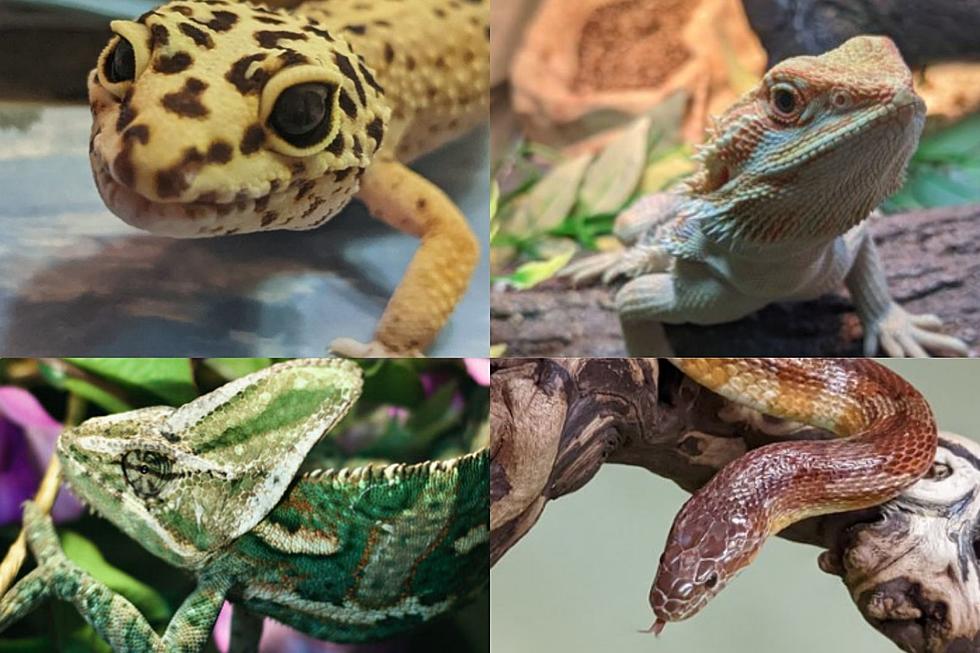These Cute Northern Colorado Reptiles are in Need of Homes