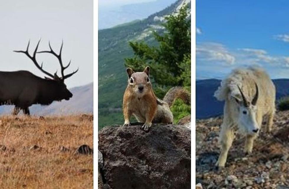 Colorado Wildlife: 25 Amazing Wildlife Photos You Captured in 2021