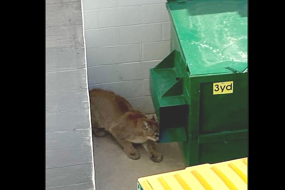 Colorado Firefighters Surprised by Unwelcomed Mountain Lion Visit