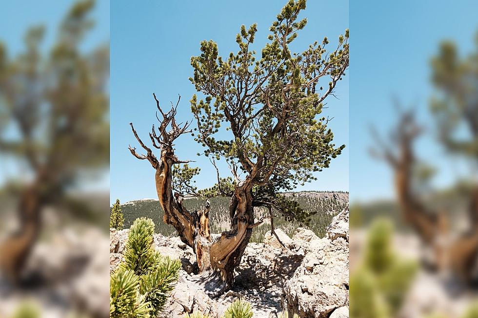 Colorado’s Oldest Trees Have Lived for Thousands of Years