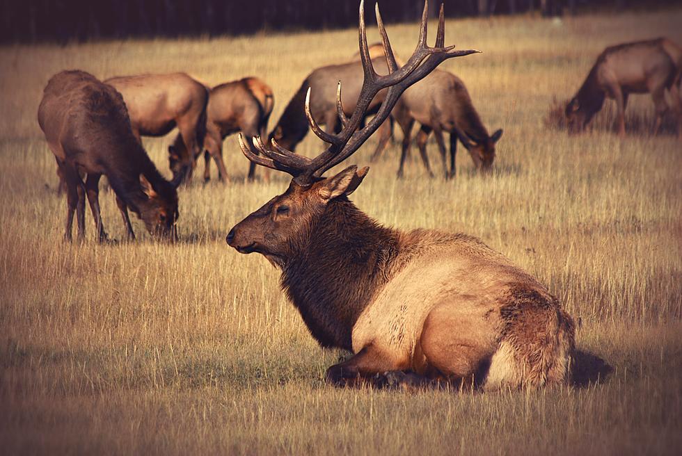 Herd of Thousands of Elk Running at Colorado’s Soapstone Prairie