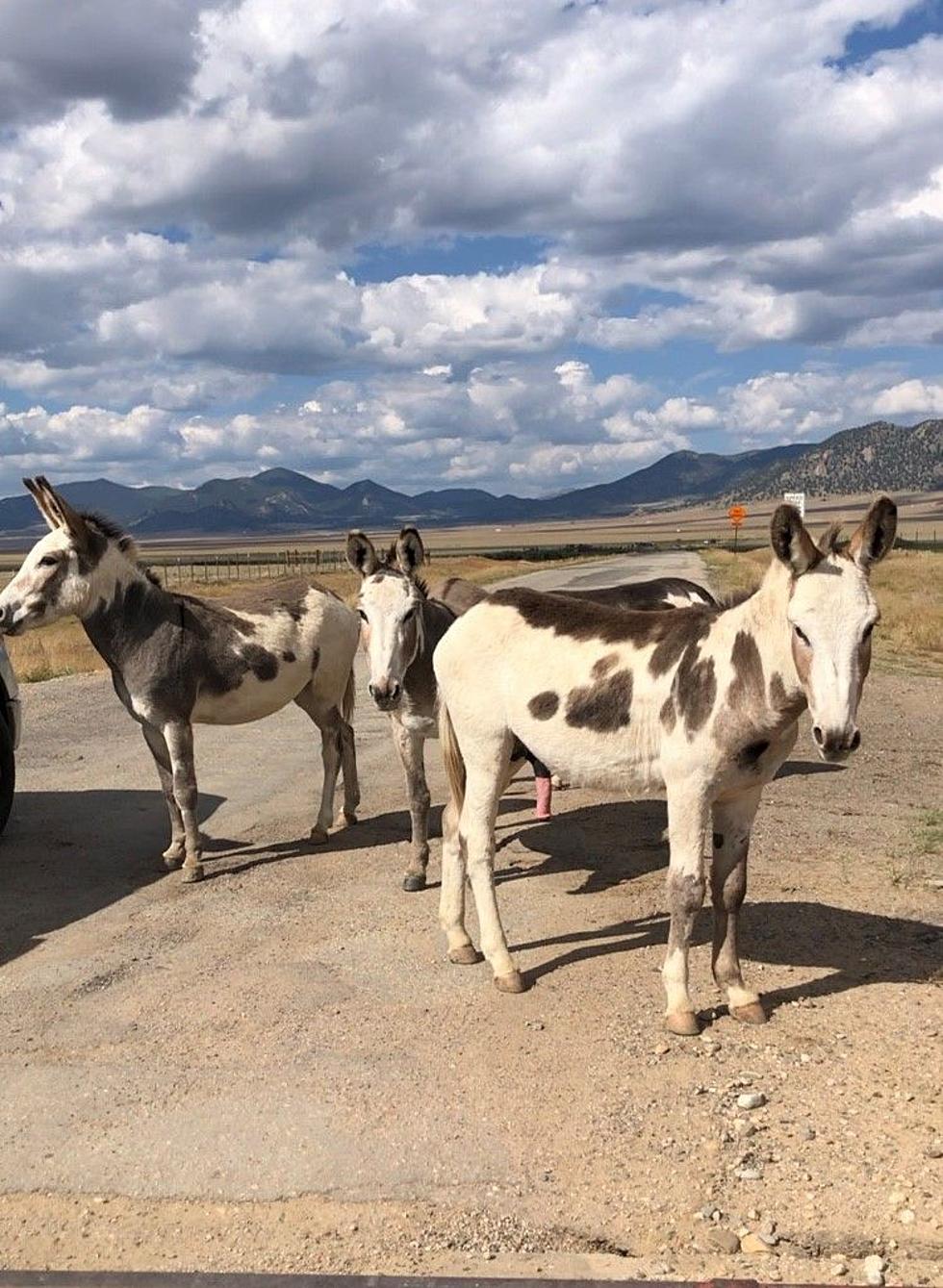 Wild Burros Are Being Used to Protect Livestock in Colorado