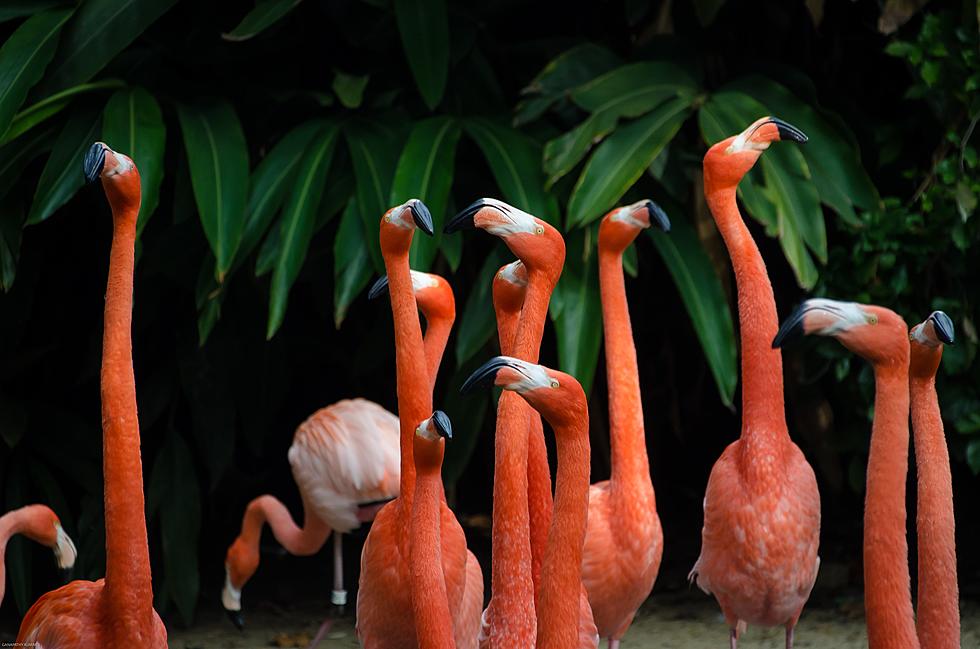 The Flamingo Exhibit at the Denver Zoo is Getting a Fab Makeover