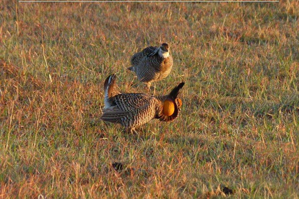 Once Endangered Greater Prairie Chickens are Now Thriving in Colorado