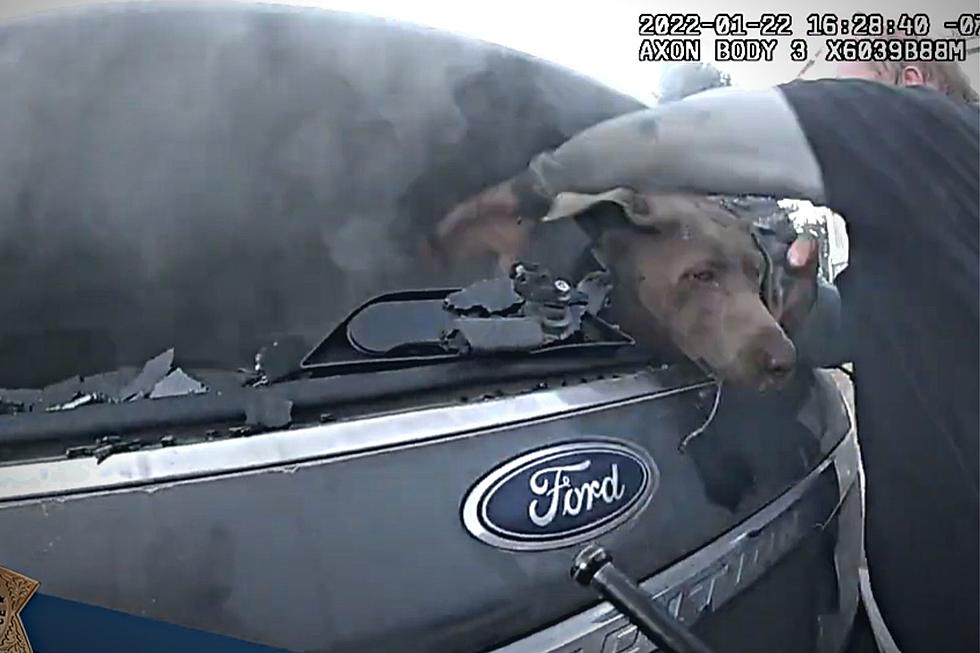 Douglas County Deputy Saves Dog from Burning Car [WATCH]