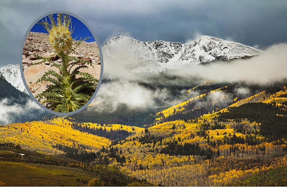 New Plant Species Identified in Colorado&#8217;s Rocky Mountains