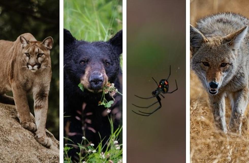 These Are the Most Dangerous Animals in Colorado