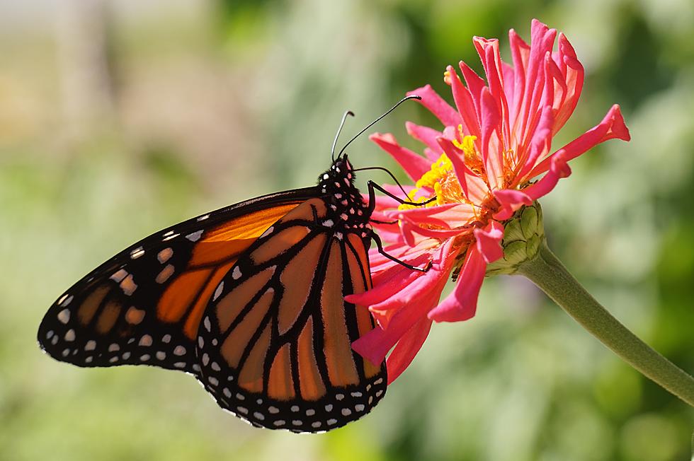 Scientists Thrilled to See Monarchs Making a Comeback in Colorado