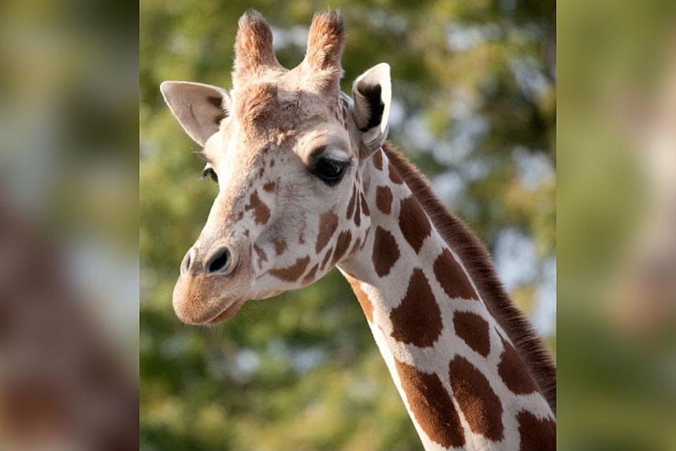 Denver Zoo Mourns the Recent Loss of 19-Year-Old Giraffe