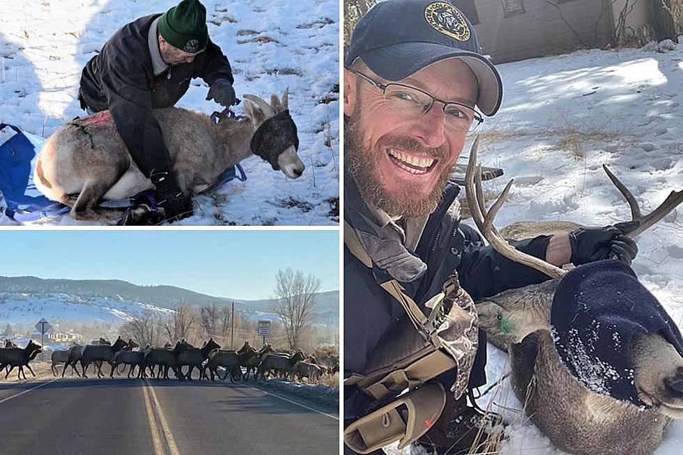 25 Crazy Wildlife Encounters That Happened in Colorado This Year