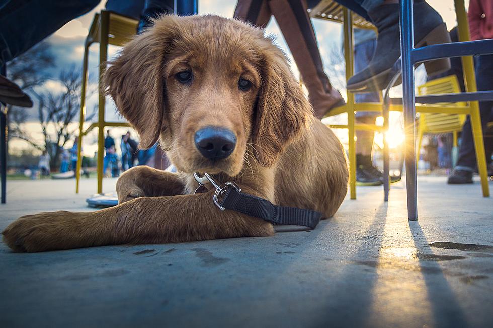 Dog-Friendly Breweries in Fort Collins
