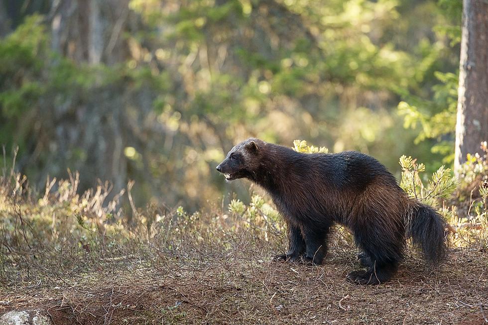 Will Wolverines Be Reintroduced in Colorado?
