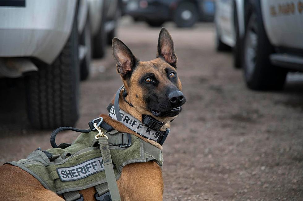 Police Mourn Loss of K9 Officer Shot and Killed Near Colorado Springs