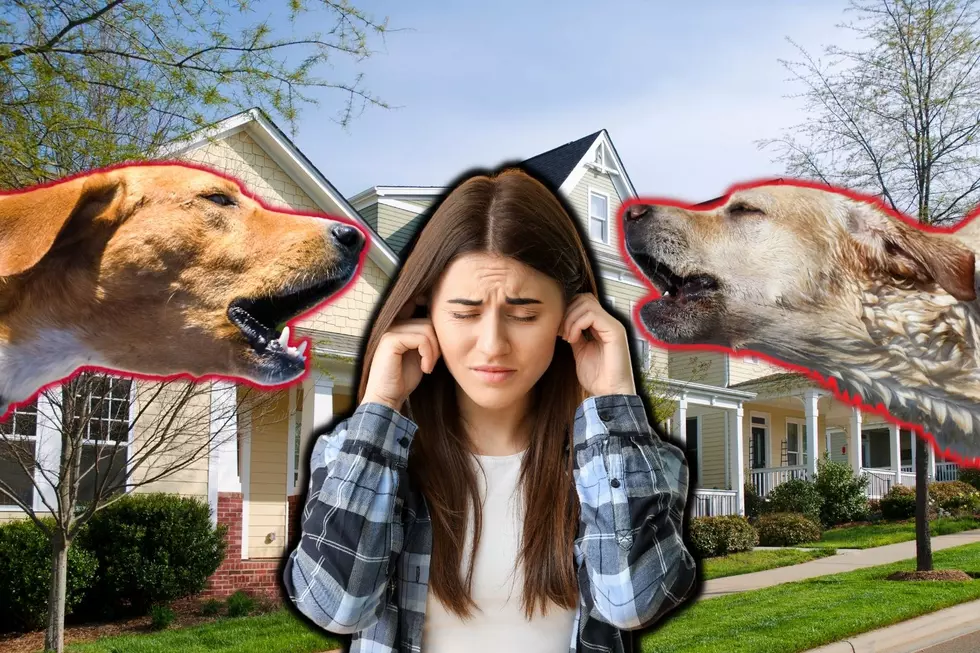 Get the Barking Under Control, Please: An Open Letter to My Dog-Owning Neighbors