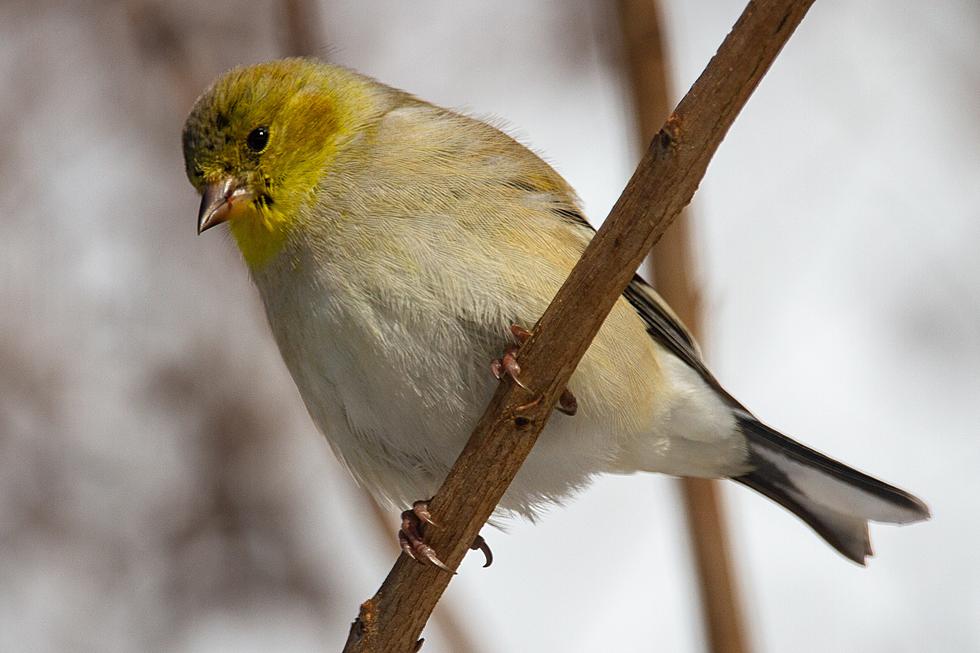 Birds Are Coming Back to Northern Colorado: How You Can Help Protect Them