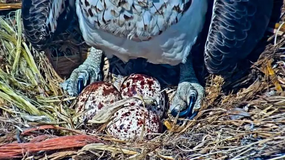 Egg Alert: Watch Live Footage of a Boulder, Colorado Osprey Nest