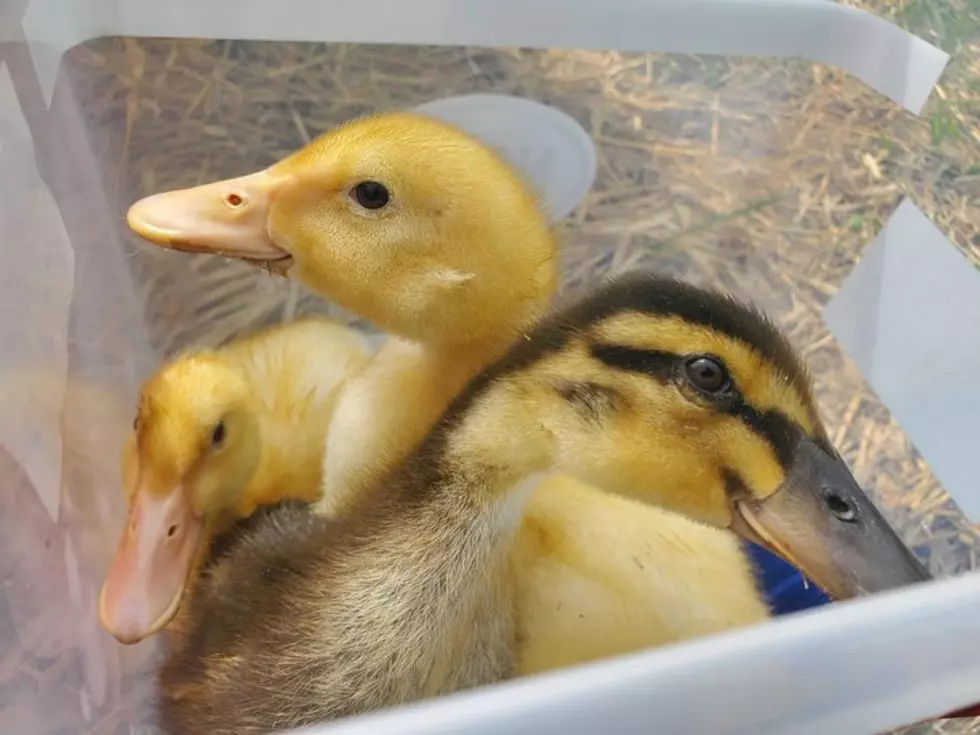 Rescuers Save Pet Ducklings Found Abandoned in Fort Collins Park