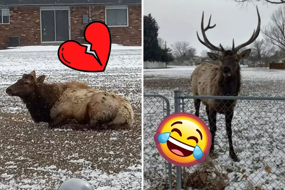 Love Lost: These Elk Got Catfished by a Local Dog in Loveland