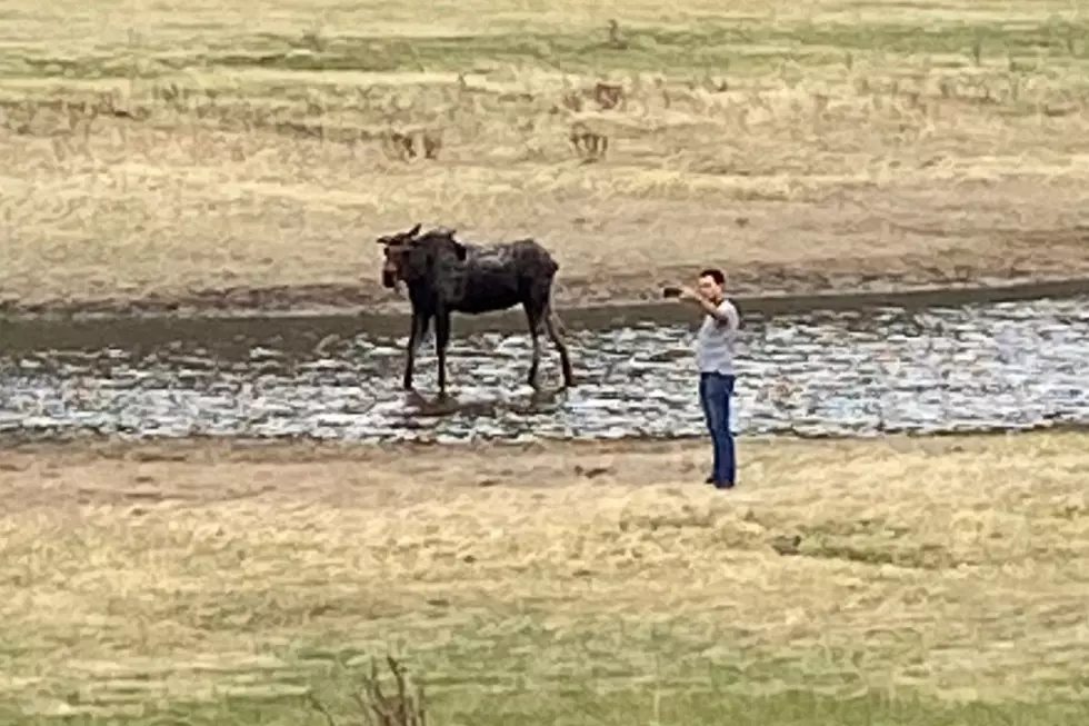 Man Carelessly Take Selfie w/ a Moose in Colorado&#8217;s Rocky Mountain National Park