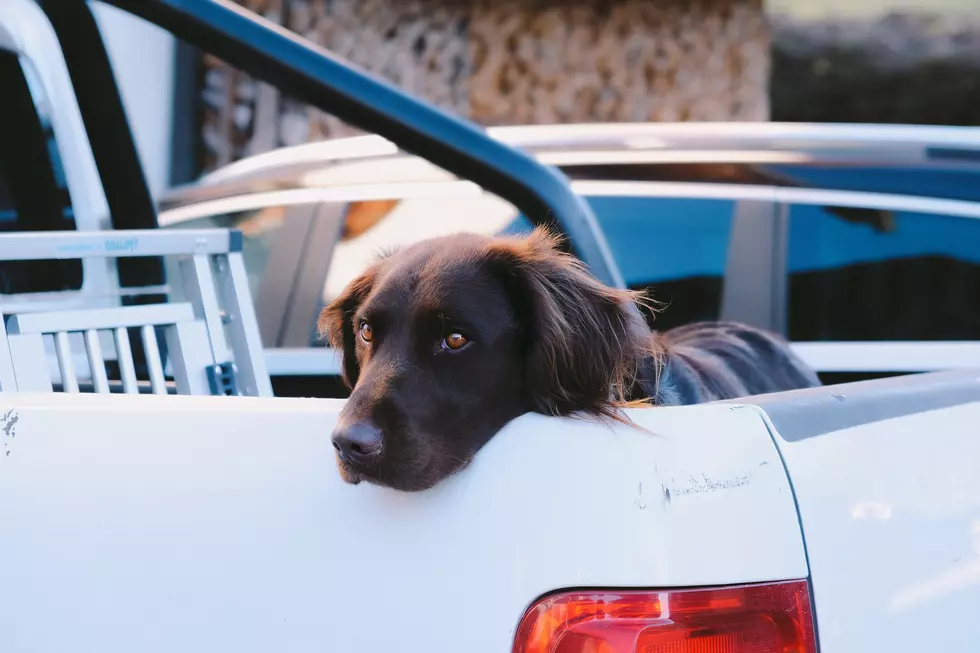 Are Dogs Legally Allowed to Ride in Truck Beds in Colorado?