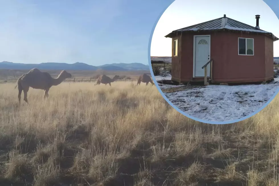 Camp Alongside Camels in the Canyon at this Colorado Yurt
