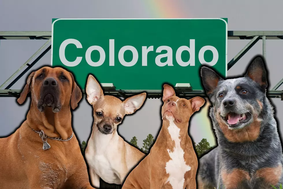 These Are the 5 Most Popular Dog Breeds in Colorado