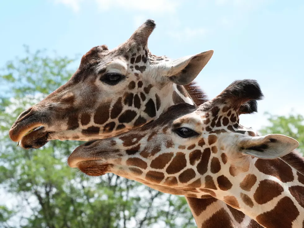 See One of the Oldest Giraffes in the Country at the Denver Zoo
