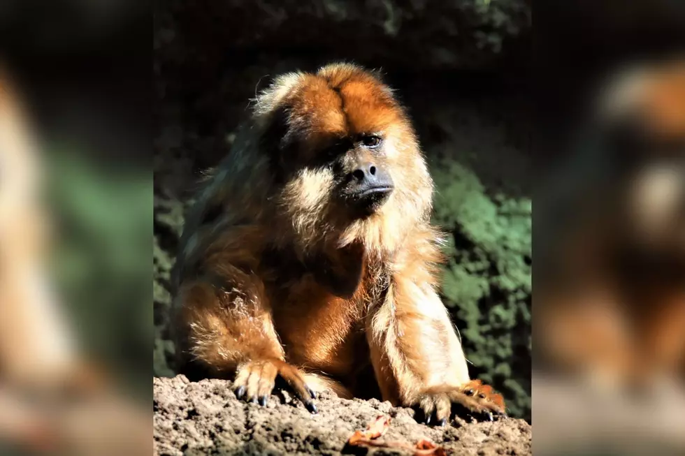 Denver Zoo Mourning the Death of Beloved 27-Year-Old Howler Monkey