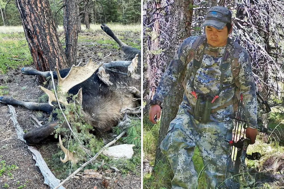 Colorado Parks & Wildlife Searching for Poacher Who Illegally Killed Moose