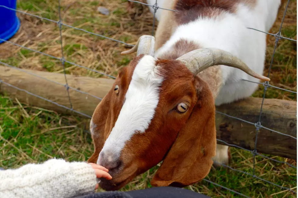 Police Searching for Beloved Show Goats Stolen in Weld County