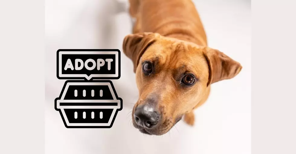 It&#8217;s National Adopt A Shelter Pet Month — See What&#8217;s Happening in Larimer County