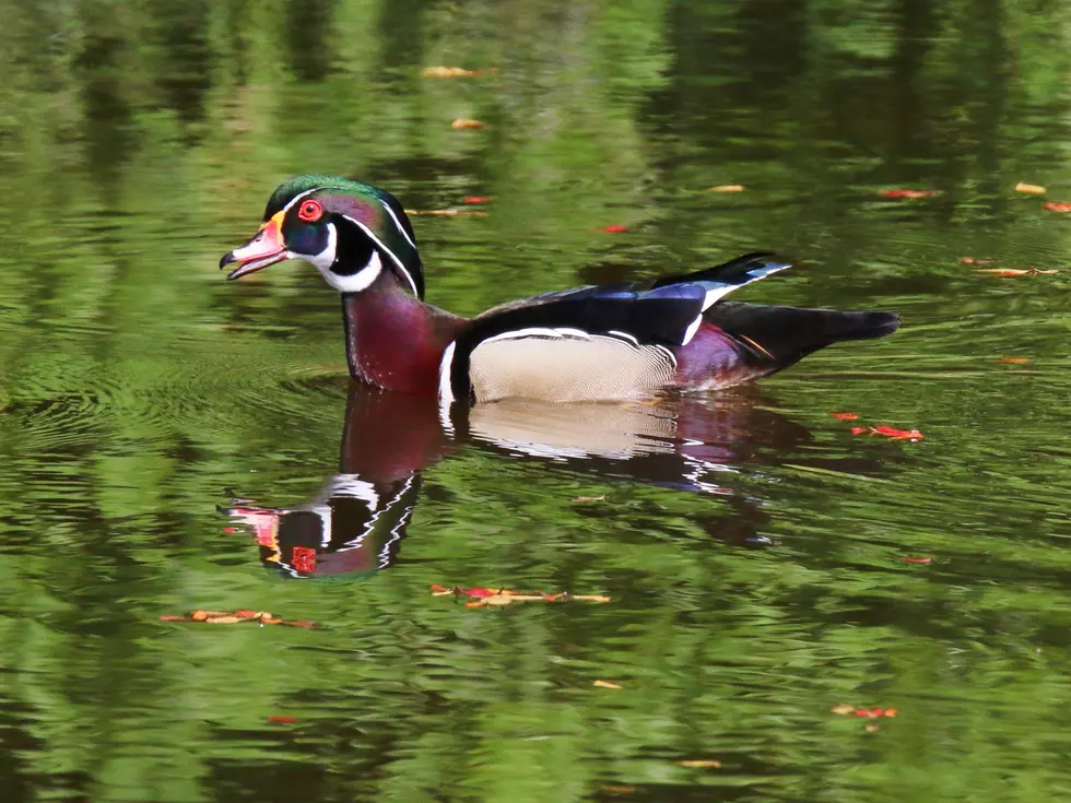 Did You Know These Colorful Tree-Dwelling Ducks Live in Colorado?