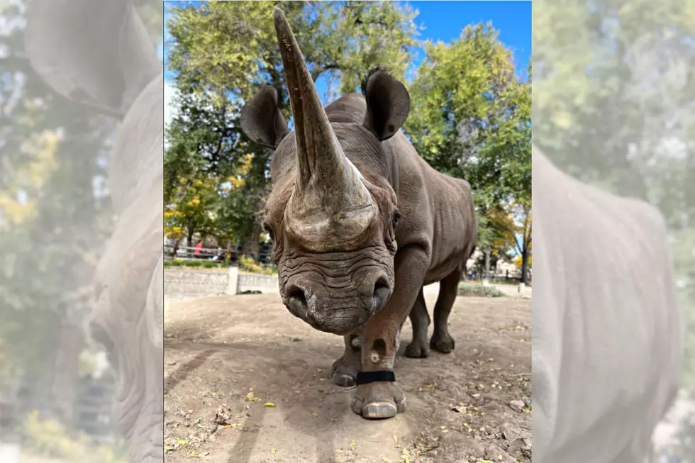 The Denver Zoo is Putting Big Efforts into Rhino Research