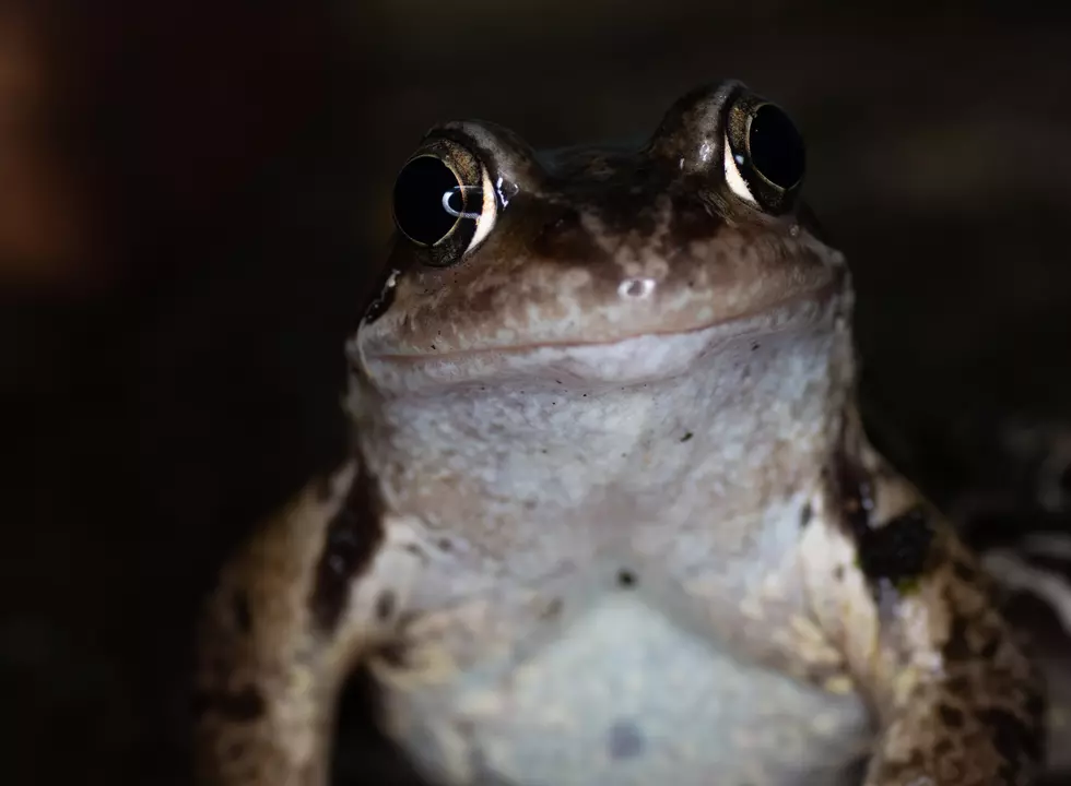 What Do Frogs and Toads Do During the Winter in Colorado?