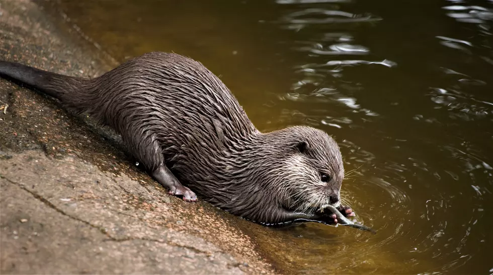 Here’s Where You Can Observe River Otters in Colorado