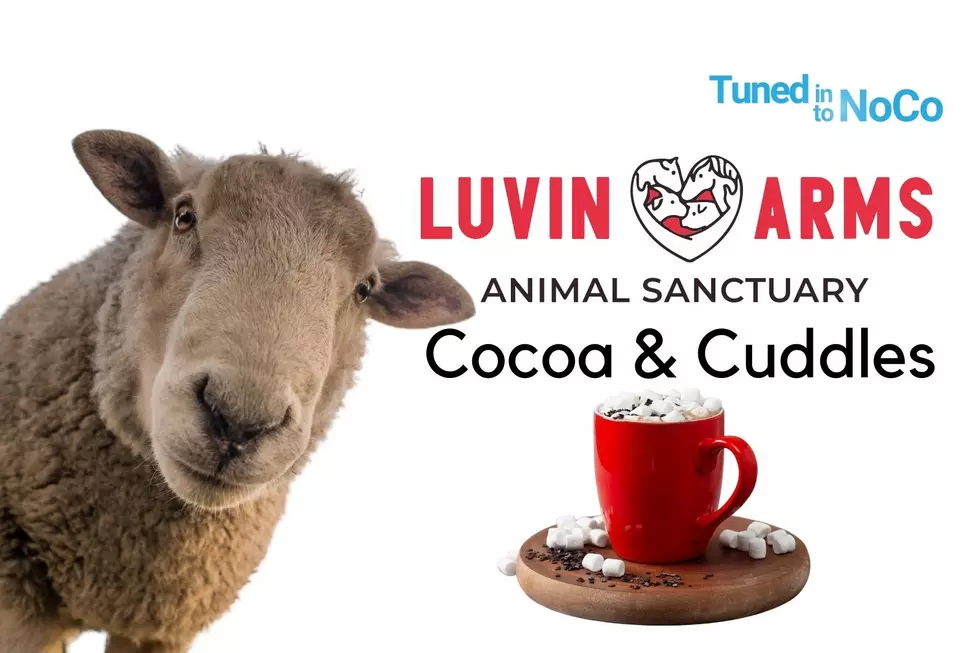 Come Drink Hot Cocoa & Help Colorado Animals in Need