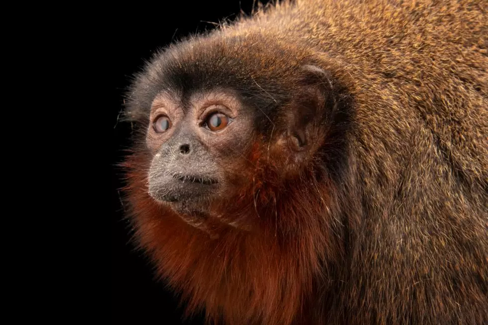 Oldest Titi Monkey in North America Passes Away at the Denver Zoo