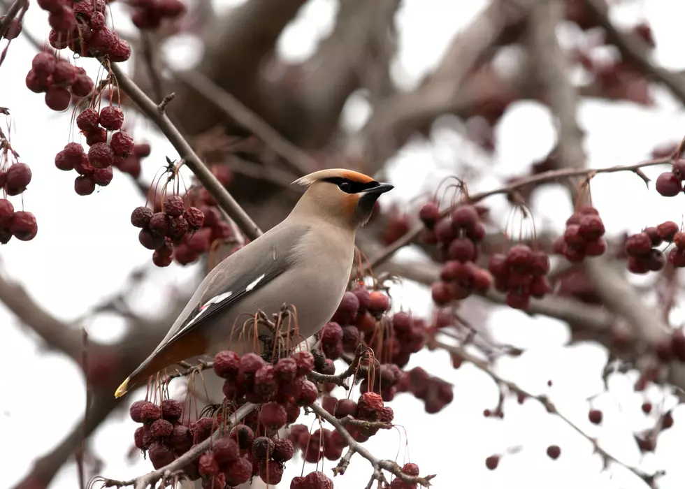 Coloradans are Seeing More of this Rare Bird Throughout the State