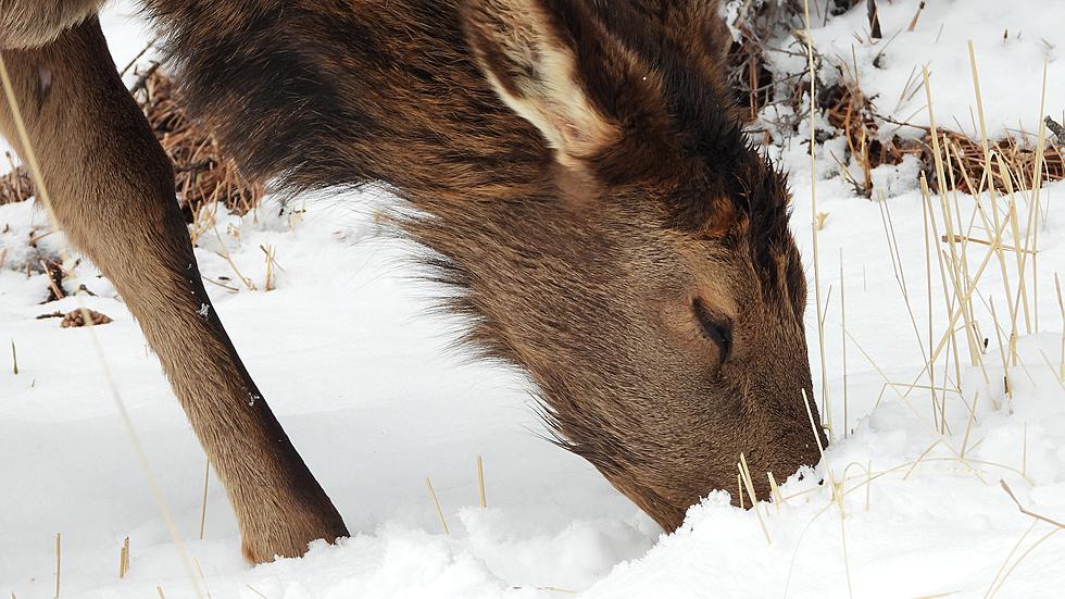Officials Say This Year Has Been Tough for Colorado Wildlife