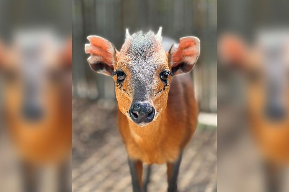 The Denver Zoo Just Welcomed a Brand New Species