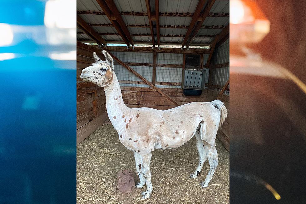 Livestock Larceny: Police Searching For Stolen Colorado Llama